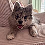 Luna a rejoint le concours — aidez-le/la à gagner de superbes lots ! puppy, dog, merle, smiling, tongue, paws, fur, ears, nose, couch, sofa, ribbed_texture, living_room, home_interior, curtains, cozy, portrait, pet, domestic_animal, closeup