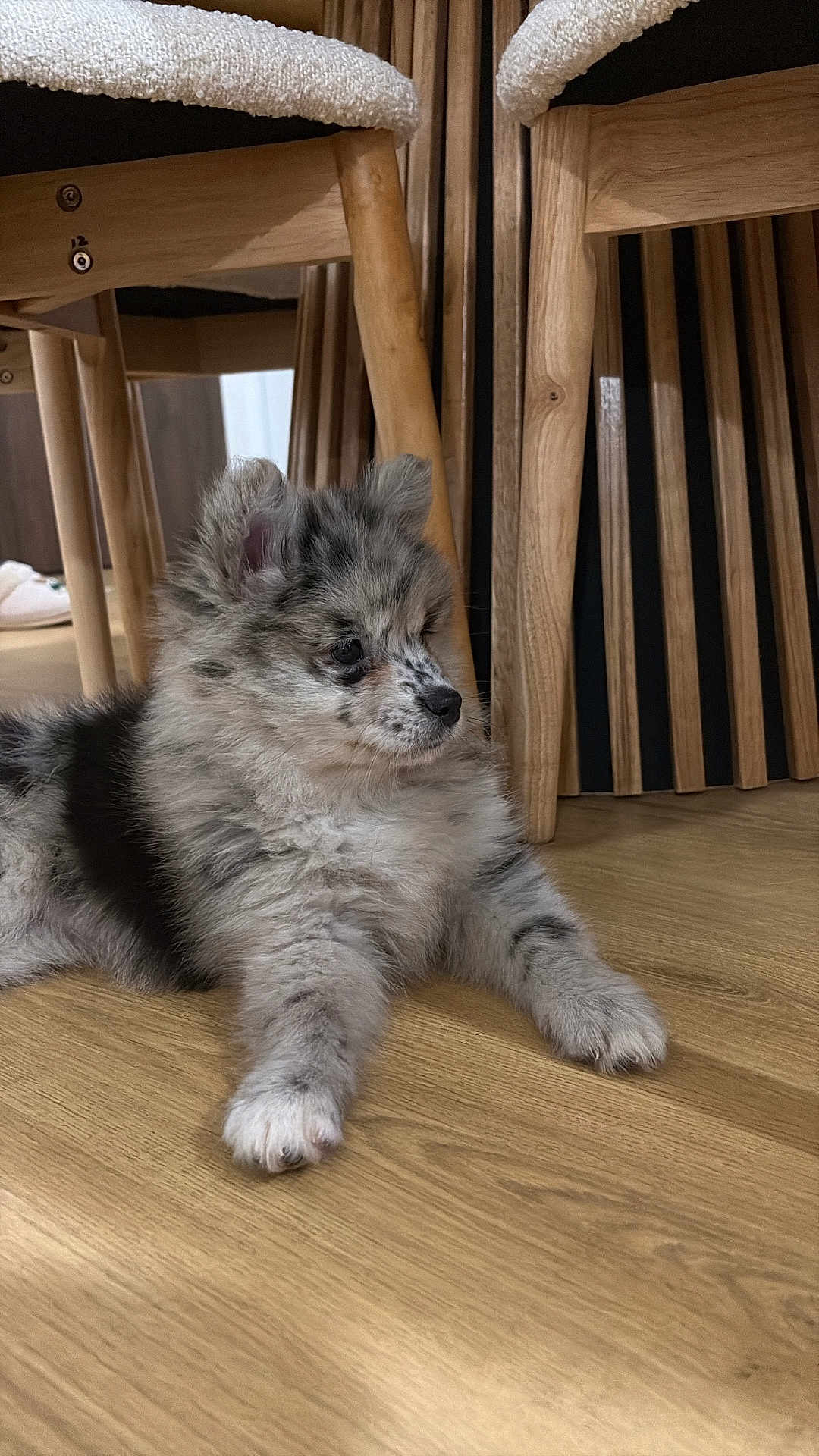 Luna a rejoint le concours — aidez-le/la à gagner de superbes lots ! puppy, dog, fluffy, sitting, wooden_floor, chair, furniture, indoor, pet, cute, small_dog, fur, black_and_gray, calm, domestic_animal, animal, young_dog, resting, cozy, home