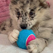 Luna participe au concours pour gagner de l'argent avec cette photo : dog, puppy, merle, ball, toy, paws, fur, close_up, portrait, bed, blanket, indoor, playful, eyes, nose, whiskers, fluffy, cute, soft_texture, resting