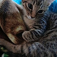 Tigger is registered to the contest to win money with this photo: animal, blanket, cat, closeup, cozy, curious, cute, ears, eyes, feline, fur, indoor, kitten, pet, resting, sleeping, soft, tabby, whiskers, young