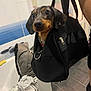 Ruby a rejoint le concours — aidez-le/la à gagner de superbes lots ! dog, dachshund, bag, black_bag, indoor, bathroom, tiles, person, floor, backpack, clothing, pet, curious, small_dog, leash, zipper, human_arm, holding, floor_tiles, casual