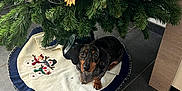 Ruby participe au concours pour gagner de l'argent avec cette photo : dog, dachshund, christmas_tree, tree_skirt, snowman, ornament, holiday, indoor, pet, floor, tile_floor, decorations, greenery, festive, cute, animal, domestic_animal, christmas, seasonal, winter