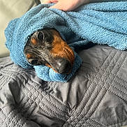 Ruby a rejoint le concours — aidez-le/la à gagner de superbes lots ! dog, towel, blanket, bed, cozy, resting, snug, cute, animal, pet, wrapped, soft, indoor, comfort, relaxing, face, fur, black, brown, sleepy