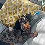 Ruby participe au concours pour gagner de l'argent avec cette photo : dog, dachshund, couch, pillow, water_bottle, indoor, resting, pet, sunlight, relaxed, brown, black, white, texture, cozy, fur, animal, companion, home, cute