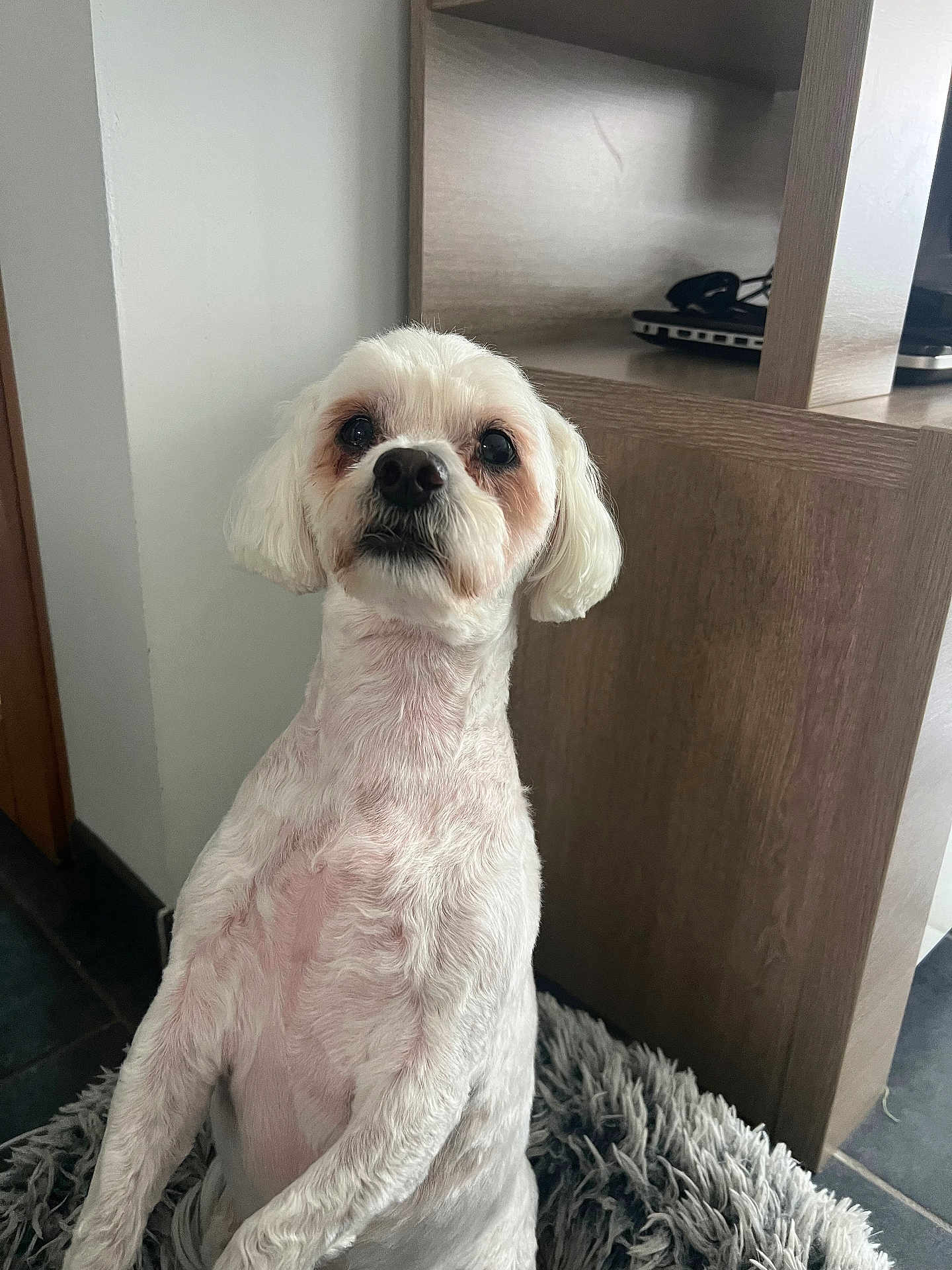 Max participe au concours pour gagner de l'argent avec cette photo : dog, white_dog, pet, indoor, fluffy_rug, wooden_shelf, groomed, attentive, looking_up, floor, home, furniture, technology, ears, fur, portrait, companion, cute, animal, domestic