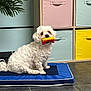 Max a rejoint le concours — aidez-le/la à gagner de superbes lots ! dog, white_dog, pet_mat, toy, indoor, storage_bins, colorful, plant, floor_tiles, curly_fur, cute, sitting, playful, home_interior, animal, domestic, pet, floor, decor, relaxed