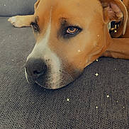 Jazz a rejoint le concours — aidez-le/la à gagner de superbes lots ! animal, brown, canine, close_up, collar, comfort, couch, dog, ears, face, fur, indoor, nose, paw, pet, relaxed, resting, sparkle, texture, white