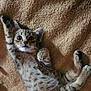 animal, blanket, cat, cozy, cute, feline, fur, indoor, kitten, lying_down, paw, pet, playful, resting, small, striped, tabby, whiskers, wide_eyes, young