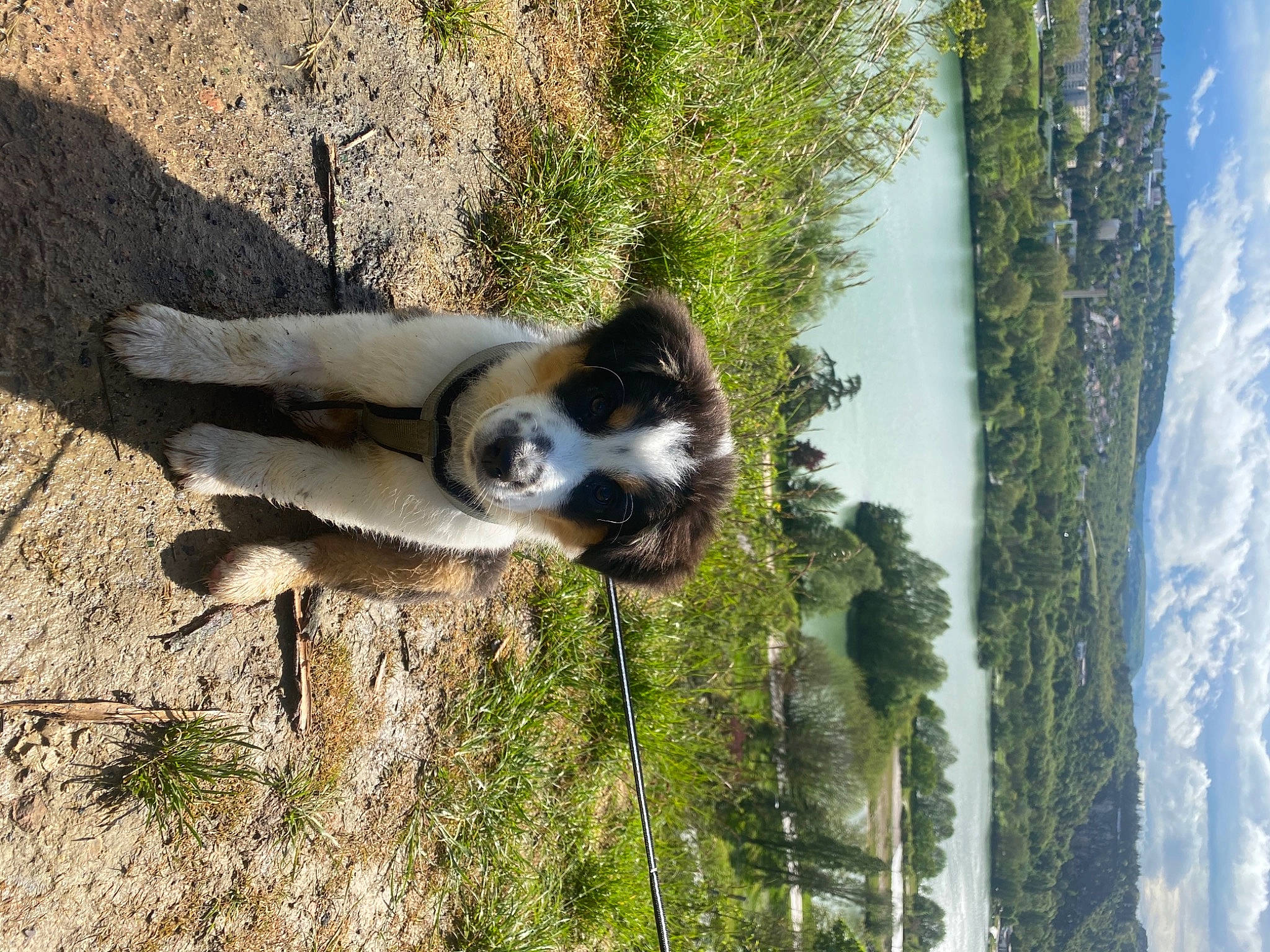 Saona participe au concours pour gagner de l'argent avec cette photo : canidae, carnivore, cloud, dog_breed, fawn, forest, fur, grass, plant, sky, snout, sporting_group, tail, terrestrial_animal, tree, trunk, water, wildlife, wood