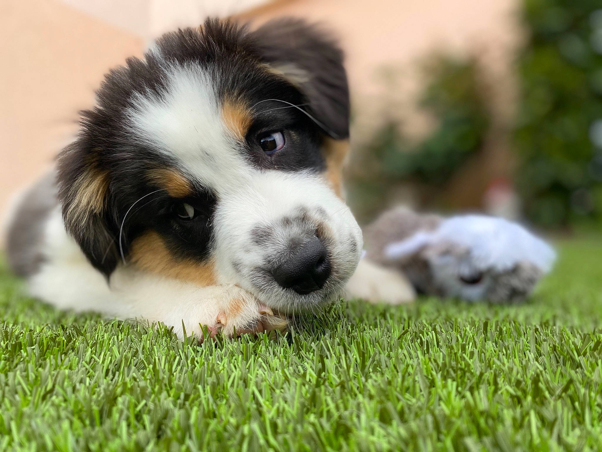 Saona a rejoint le concours — aidez-le/la à gagner de superbes lots ! australian_collie, australian_shepherd, canidae, carnivore, companion_dog, dog, dog_breed, fur, grass, herding_dog, plant, snout, sporting_group, terrestrial_animal, texas_heeler, whiskers, working_animal, working_dog