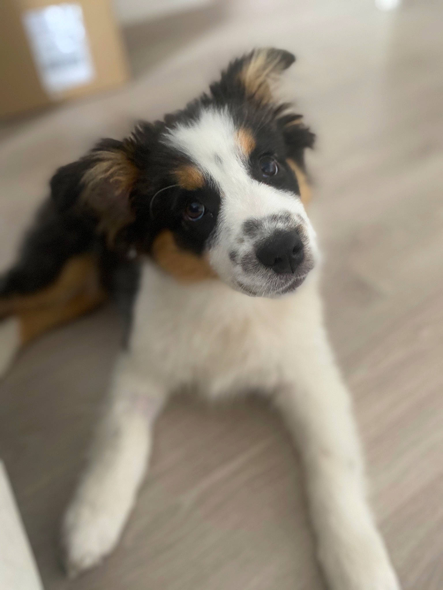 Saona participe au concours pour gagner de l'argent avec cette photo : australian_collie, australian_shepherd, border_collie, canidae, carnivore, companion_dog, dog, dog_breed, flooring, fur, hardwood, herding_dog, snout, sporting_group, terrestrial_animal, whiskers, wood, working_animal, working_dog