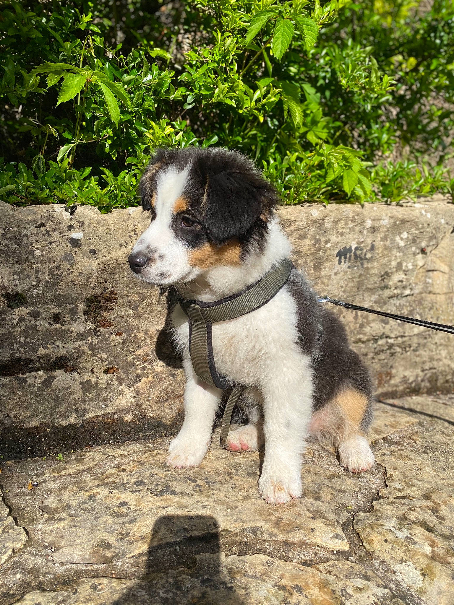 Saona participe au concours pour gagner de l'argent avec cette photo : canidae, carnivore, companion_dog, dog, dog_breed, grass, herding_dog, plant, puppy, rock, snout, soil, sporting_group, tail, terrestrial_animal, toy_dog, tree, wood, working_animal, working_dog