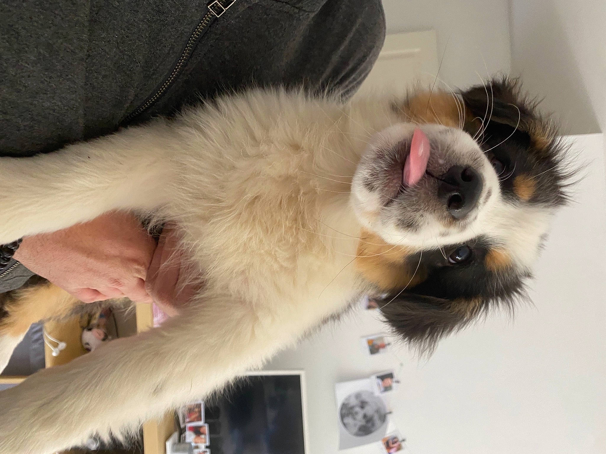 Saona a rejoint le concours — aidez-le/la à gagner de superbes lots ! canidae, carnivore, claw, comfort, companion_dog, dog_breed, fawn, felidae, foot, fur, paw, primate, small_to_medium_sized_cats, snout, sporting_group, tail, whiskers