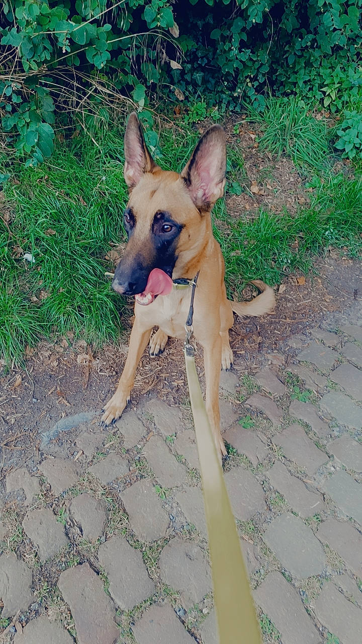 Rocky participe au concours pour gagner de l'argent avec cette photo : canidae, carnivore, collar, companion_dog, corgi_chihuahua, dog, dog_breed, dog_collar, dog_supply, fawn, grass, non_sporting_group, plant, snout, sporting_group, tail, terrestrial_animal, toy_dog, working_animal, working_dog