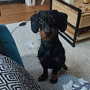 Jean Pat participe au concours pour gagner de l'argent avec cette photo : dog, dachshund, small_dog, black_dog, brown_markings, pet, animal, portrait, standing, indoors, living_room, blanket, patterned_blanket, rug, wooden_floor, furniture, television, coffee_table, home, looking_at_camera