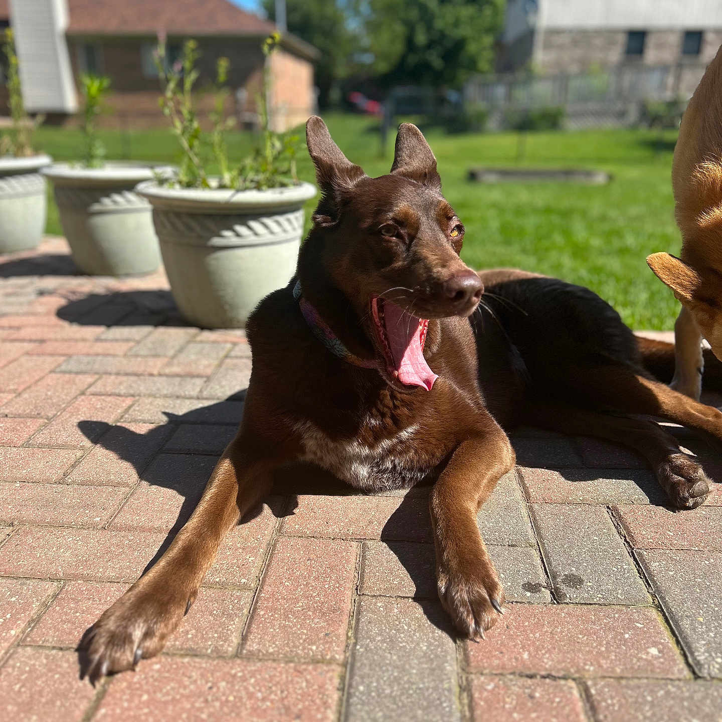 Jolene joined the competition — help win amazing prizes! animal, architecture, backyard, brick, building, canine, dog, grass, herbal, herbs, jar, outdoors, pet, plant, planter, pottedplant, pottery, puppy, shelter, vase