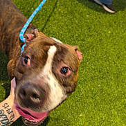 Nugget joined the competition — help win amazing prizes! animal, brown, canine, closeup, dog, excited, feet, grass, hand, happy, leash, outdoor, paw, person, pet, playful, shoes, tattoo, tongue, white