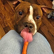 Nugget joined the competition — help win amazing prizes! dog, tongue, carrot, jeans, knees, wooden_floor, indoor, pet, brown_dog, playful, motion_blur, close_up, floor, animal, companion, cute, food, licking, person, casual
