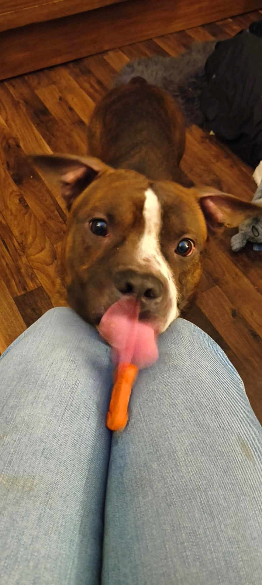 Nugget joined the competition — help win amazing prizes! dog, tongue, carrot, jeans, knees, wooden_floor, indoor, pet, brown_dog, playful, motion_blur, close_up, floor, animal, companion, cute, food, licking, person, casual