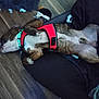 Nugget is registered to the contest to win money with this photo: animal, belly_up, brindle, chewed_toy, collar, cushion, dog, floor, green_collar, harness, indoor, lying_down, paws, pet, red_harness, relaxed, resting, sleeping, stuffing, wood_floor
