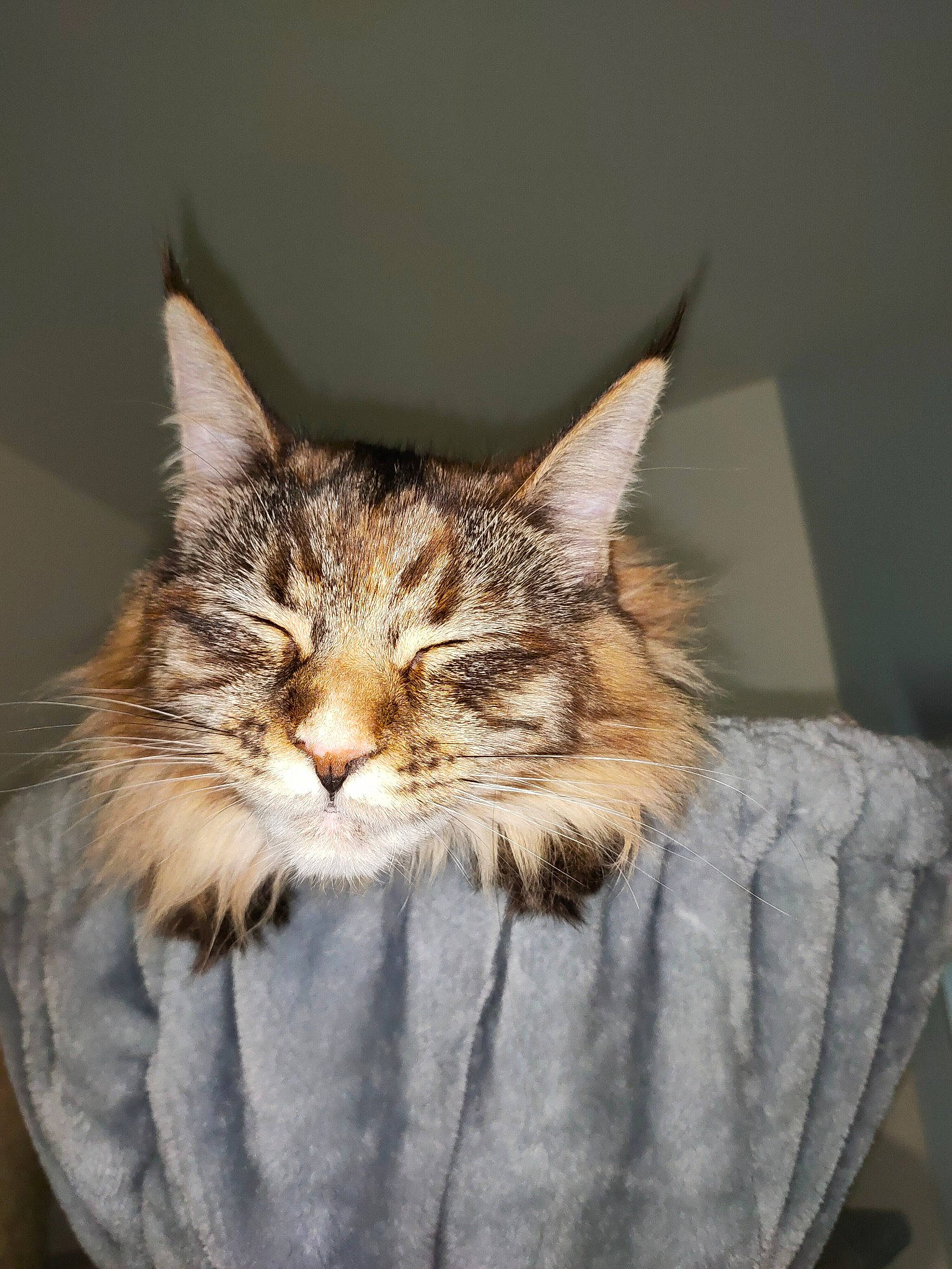 Sieba a rejoint le concours — aidez-le/la à gagner de superbes lots ! carnivore, cat, cat_supply, claw, comfort, domestic_short_haired_cat, fawn, felidae, fur, maine_coon, paw, small_to_medium_sized_cats, snout, terrestrial_animal, tree, whiskers