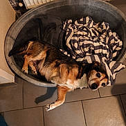 Guysmo participe au concours pour gagner de l'argent avec cette photo : dog, pet, animal, lying_down, sleeping, relaxed, brown_and_white, fur, face, eyes, paws, dog_bed, blanket, indoor, tile_floor, radiator, home, cozy, portrait, funny