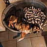 dog, pet, animal, lying_down, sleeping, relaxed, brown_and_white, fur, face, eyes, paws, dog_bed, blanket, indoor, tile_floor, radiator, home, cozy, portrait, funny