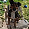 dog, puppy, pet, animal, sitting, chair, outdoor, backyard, garden, grass, lawn, ball, brown_fur, black_fur, white_chest, floppy_ears, portrait, looking_at_camera, sunlight, patio