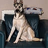 Elka a rejoint le concours — aidez-le/la à gagner de superbes lots ! dog, husky, canine, pet, sitting, chair, armchair, leather, living_room, indoor, portrait, upright, alert, ears, tail, fur, black_and_white, blue, blanket, radiator