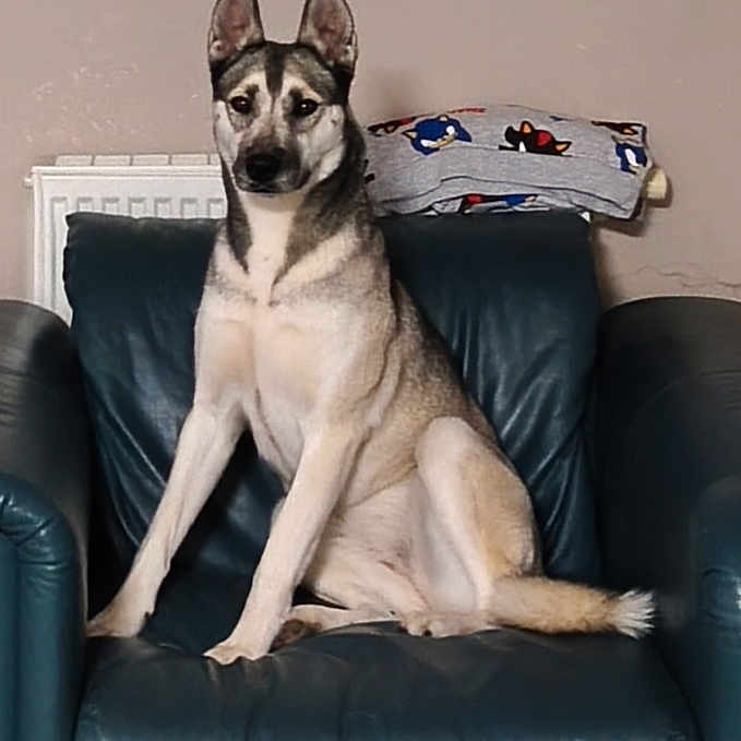 Elka