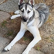 Elka a rejoint le concours — aidez-le/la à gagner de superbes lots ! dog, husky, siberian_husky, canine, pet, animal, lying_down, outdoor, pavement, sidewalk, grass, dry_grass, black_and_white, gray_fur, white_fur, pointed_ears, long_legs, paws, portrait, daylight