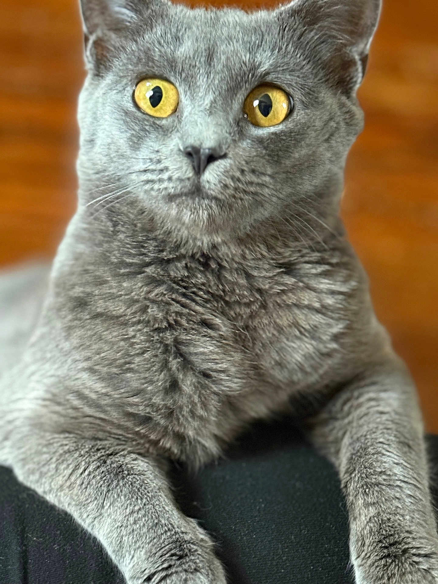 Sushi joined the competition — help win amazing prizes! cat, gray_cat, yellow_eyes, close_up, pet, feline, fur, whiskers, paws, indoor, animal, curious, portrait, mammal, soft_texture, resting, focused, cute, domestic_cat, alert