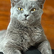 Sushi joined the competition — help win amazing prizes! cat, gray_cat, yellow_eyes, close_up, feline, pet, animal, fur, whiskers, ears, indoor, portrait, mammal, cute, soft_texture, relaxed, looking_at_camera, domestic_cat, sitting, wood_background