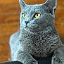 Sushi joined the competition — help win amazing prizes! cat, gray_cat, yellow_eyes, fur, pet, animal, closeup, portrait, whiskers, paws, relaxed, indoor, feline, cute, mammal, alert, domestic_cat, soft_texture, animal_face, focused