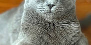 Sushi is registered to the contest to win money with this photo: cat, gray_cat, feline, pet, animal, close_up, fur, whiskers, paws, indoor, relaxed, resting, portrait, cute, domestic_animal, mammal, eyes, ears, nose, expression