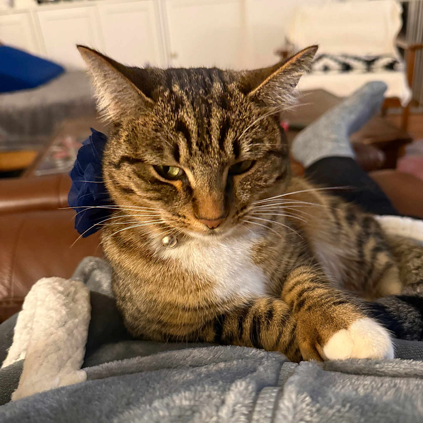Beetlejuice joined the competition — help win amazing prizes! cat, tabby, pet, indoor, cozy, blanket, collar, flower, fur, whiskers, relaxed, living_room, furniture, television, couch, home, comfort, soft, resting, animal