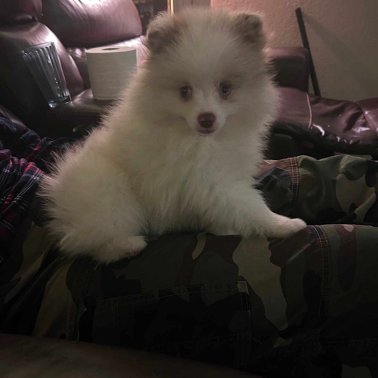 Snowy is registered to the contest to win money with this photo: puppy, dog, fluffy, white, camo_pants, living_room, sofa, leather_sofa, toilet_paper, curious, pet, indoor, cozy, furniture, person, casual, seated, domestic, cute, animal