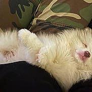 Snowy is registered to the contest to win money with this photo: puppy, dog, sleeping, fluffy, cute, pet, animal, camo_pants, person, lap, relaxing, indoor, cozy, fur, nose, paw, black_clothing, comfort, rest, adorable