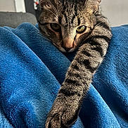 Loki a rejoint le concours — aidez-le/la à gagner de superbes lots ! cat, tabby, paw, stretching, blue_blanket, fur, whiskers, indoors, closeup, relaxed, pet, animal, cute, cozy, soft_texture, striped, resting, face, eyes, living_room