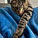Loki