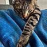cat, tabby, paw, stretching, blue_blanket, fur, whiskers, indoors, closeup, relaxed, pet, animal, cute, cozy, soft_texture, striped, resting, face, eyes, living_room