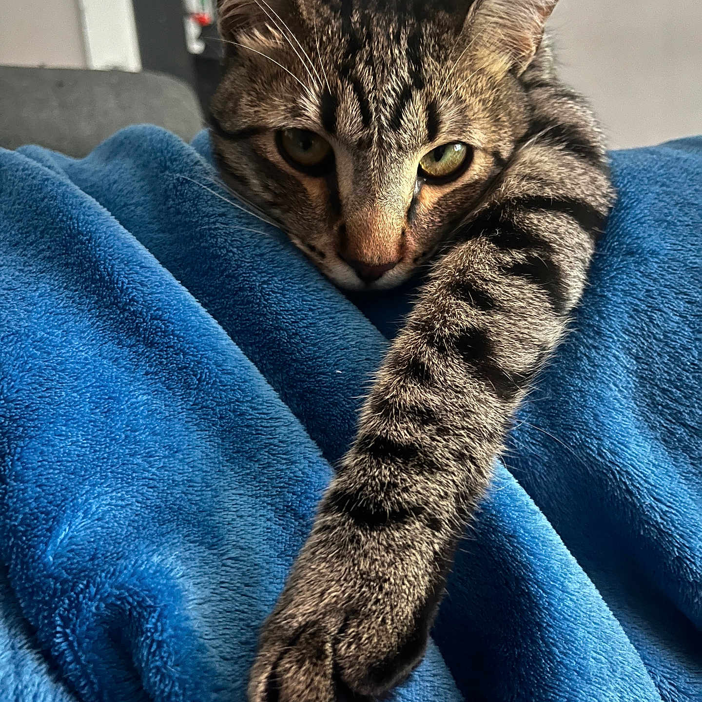 Loki a rejoint le concours — aidez-le/la à gagner de superbes lots ! cat, tabby, paw, stretching, blue_blanket, fur, whiskers, indoors, closeup, relaxed, pet, animal, cute, cozy, soft_texture, striped, resting, face, eyes, living_room