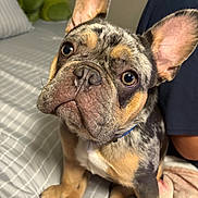 King is registered to the contest to win money with this photo: animal, bed, blanket, canine, close_up, companion, curious, cute, dog, domestic, ears, french_bulldog, fur, indoor, pet, portrait, puppy, sitting, striped_sheets, young