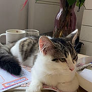 Tara participe au concours pour gagner de l'argent avec cette photo : animal, architecture, art, cat, diningtable, flower, flowerarrangement, furniture, herbal, herbs, jar, kitten, pet, plant, planter, porcelain, pottedplant, pottery, table, vase