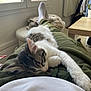 Tara participe au concours pour gagner de l'argent avec cette photo : animal, bed, bedroom, blanket, cat, clothing, couch, cushion, furniture, homedecor, hosiery, indoors, kitten, manx, person, pet, room, sleeping, sock, wood