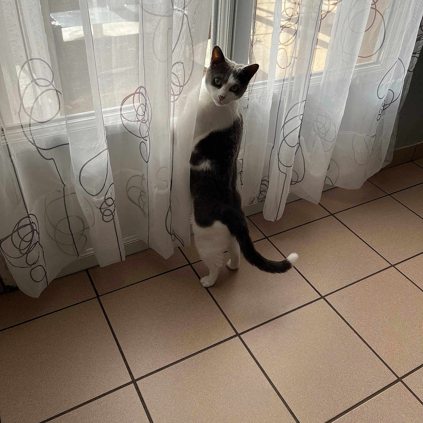 Lily participe au concours pour gagner de l'argent avec cette photo : abyssinian, animal, architecture, building, cat, curtain, door, furniture, hardwood, indoors, interiordesign, kitten, manx, pet, showercurtain, texture, tile, window, windowsill, wood