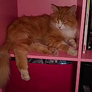 Garfield a rejoint le concours — aidez-le/la à gagner de superbes lots !