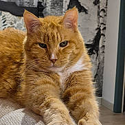 Lion participe au concours pour gagner de l'argent avec cette photo : animal, cat, close_up, cozy, curtains, ears, feline, floor, focused, fur, home, indoor, orange_tabby, paws, pet, relaxed, stretching, texture, whiskers, white_paws