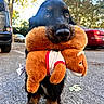 Oscar participe au concours pour gagner de l'argent avec cette photo : dog, black_dog, plush_toy, outdoor, street, parked_cars, trees, sunlight, animal, pet, cute, toy, playing, canine, fur, nostrils, ears, pavement, daytime, nature