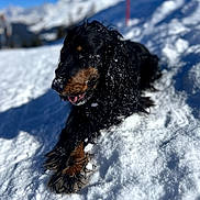 Oscar a rejoint le concours — aidez-le/la à gagner de superbes lots ! dog, snow, outdoor, mountain, winter, cold, animal, pet, fur, landscape, blue_sky, nature, daylight, relaxing, playful, canine, black_dog, brown_markings, tongue_out, snowy_slope